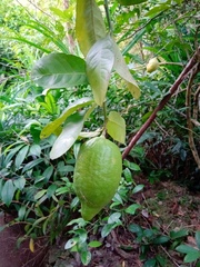 Citrus medica