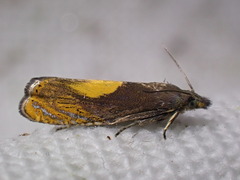 Dichrorampha flavidorsana