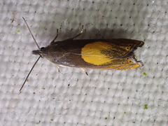 Dichrorampha flavidorsana