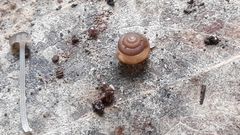 Euconulidae