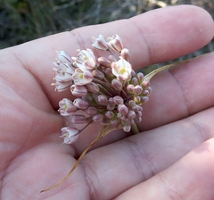 Allium pallens
