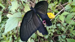 Papilio protenor