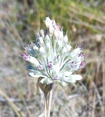 Allium sardoum