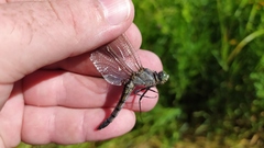 Orthetrum cancellatum