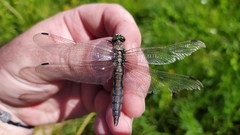 Orthetrum cancellatum