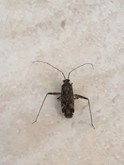 Phytocoris tiliae