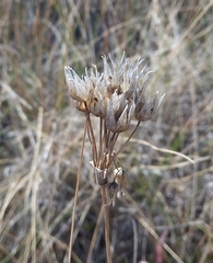 Allium roseum roseum