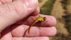 Sympetrum meridionale