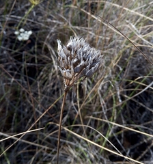 Allium roseum roseum