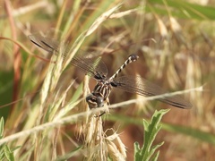 Phyllogomphoides stigmatus