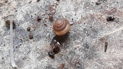 Euconulidae