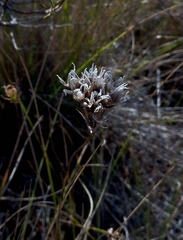 Allium roseum roseum