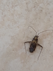 Phytocoris tiliae