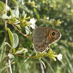 Lasiommata schakra