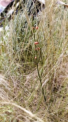 Ephedra distachya