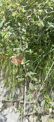 Lasiommata schakra
