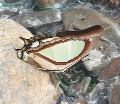 Polyura jalysus