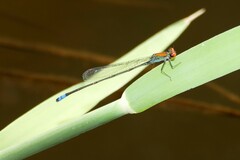 Pseudagrion sjoestedti