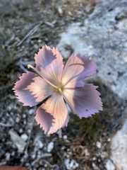 Dianthus caryophyllus
