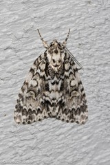 Acronicta fragilis