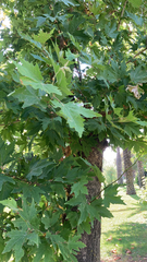 Platanus orientalis