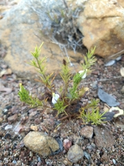 Cordylanthus rigidus setigerus