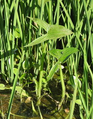 Sagittaria montevidensis