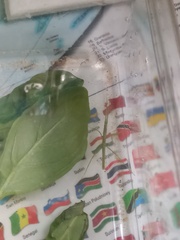 Medauroidea extradentata
