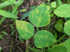 Synchytrium decipiens