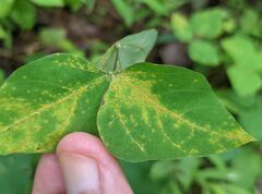 Synchytrium decipiens