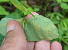 Synchytrium decipiens