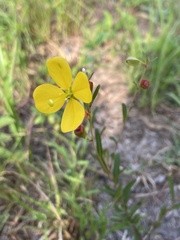 Ludwigia maritima