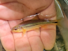 Notropis baileyi