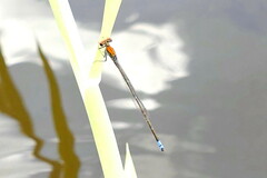 Pseudagrion sjoestedti