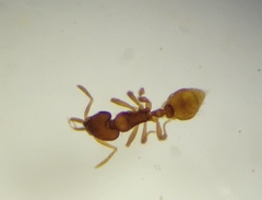 Strumigenys silvestrii