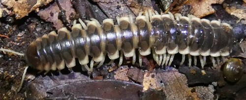 Pachydesmus incursus