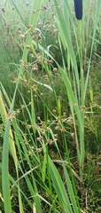 Juncus subnodulosus