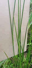 Juncus subnodulosus
