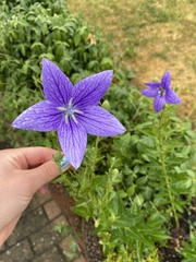 Platycodon