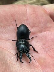 Pachyodontus languidus