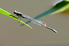 Pseudagrion sudanicum