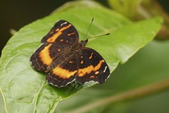 Anthanassa drusilla alceta