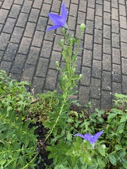 Platycodon
