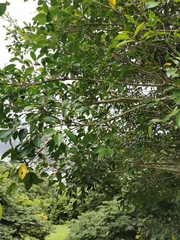 Ficus microcarpa microcarpa