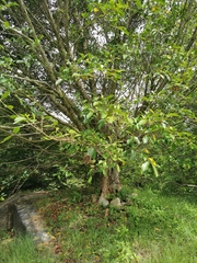 Ficus microcarpa microcarpa