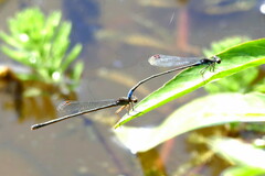 Pseudagrion sudanicum
