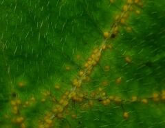 Synchytrium decipiens