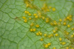 Synchytrium decipiens