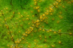 Synchytrium decipiens