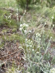 Oreocarya suffruticosa